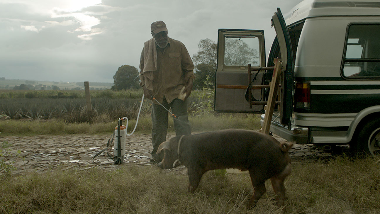 Mr. Pig