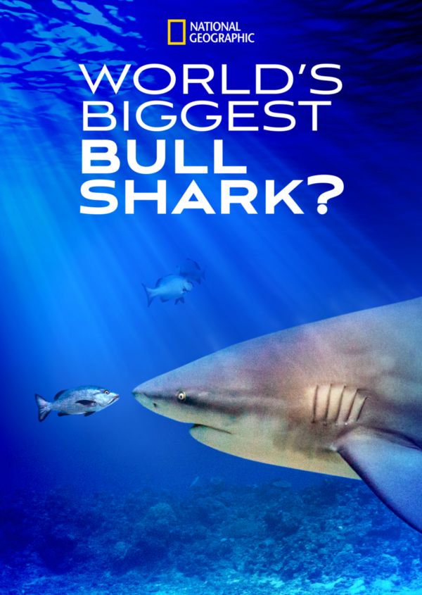 World's Biggest Bull Shark?